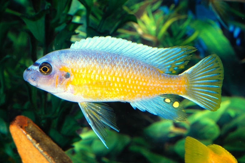 Labeotropheus fuelleborni 'Katale Island'